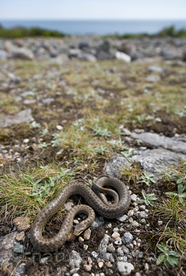 BB 11 0219 / Coronella austriaca / Slettsnok